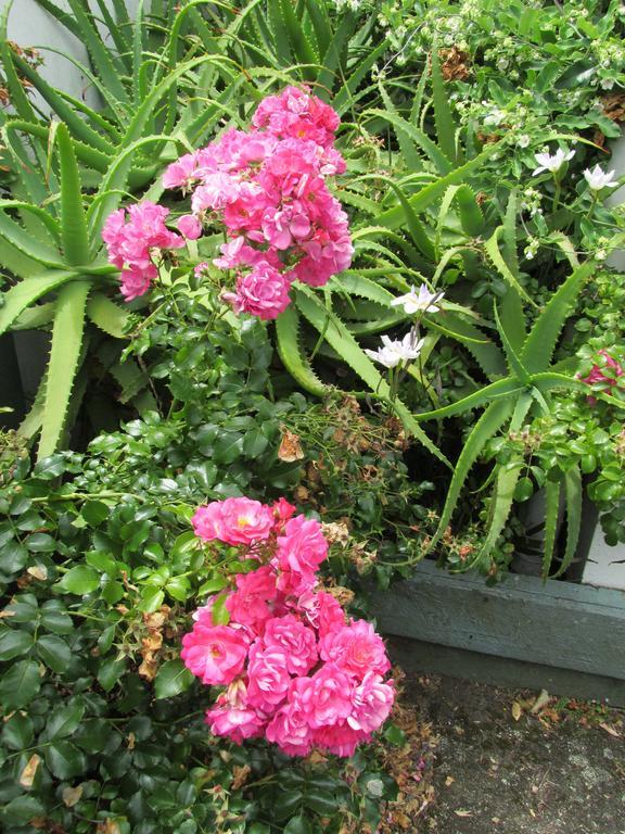 Dilworth Motel Auckland Ngoại thất bức ảnh